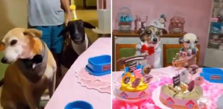 La hilarante escena de una oveja celebrando su cumpleaños junto a todos sus amigos perrunos: “Al gato no le invitaron”