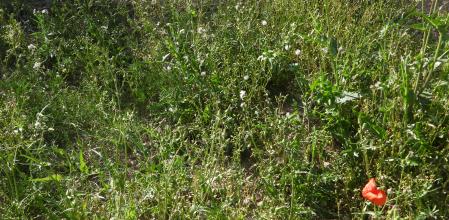 Reto Visual: ¿Dónde está la libélula?