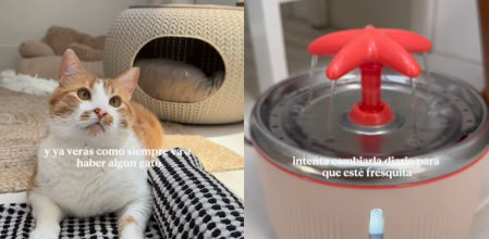 Desirèe Olmeda enseña cómo refrescar a tu gato con una botella congelada y una toalla.&nbsp;