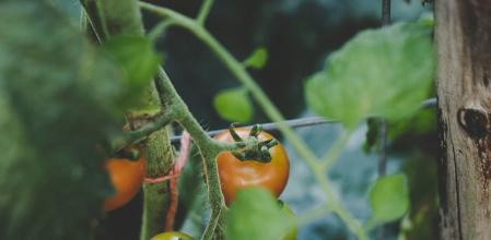 Los huertos estarán más protegidos si se añaden plantas que ayuden a mantener alejadas a las plagas.