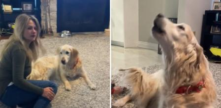 El precioso momento en el que un golden retriever vuelve a ladrar después de meses sin poder hacerlo: “Quería decirlo todo antes de irse”