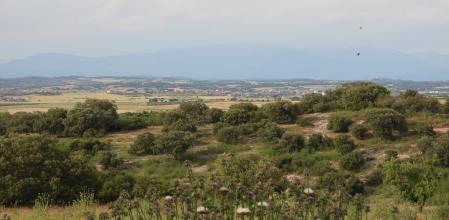Reto visual: ¿Eres capaz de ver a la paloma torcaz?