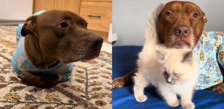 El pitbull y su compañero de vida