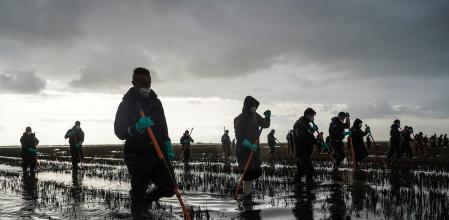 Varios agentes de la Guardia Civil buscan cuerpos en la Albufera, quince días después de la dana. 