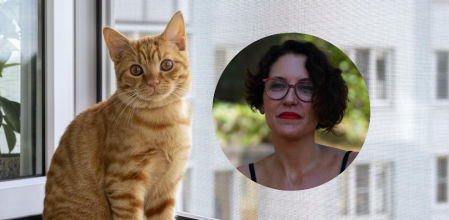 Un gato delante de una ventana