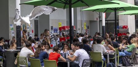 Una gaviota acecha a un grupo de estudiantes que come tranquilamente en el campus de la Ciutadella