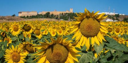 Los girasoles de Carmona se han convertido en una atracción