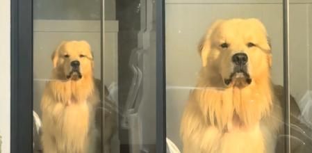 La divertida reacción del golden retriever