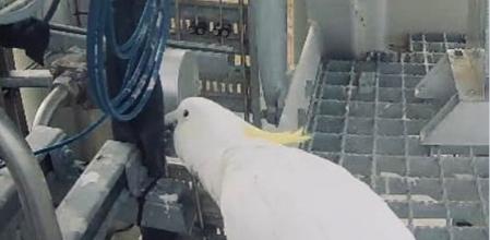 La cacatúa en cuestión