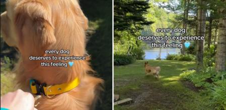 La emoción de un golden retriever cuando le quitan la correa en el campo: “Todos los perros merecen sentir esa sensación”