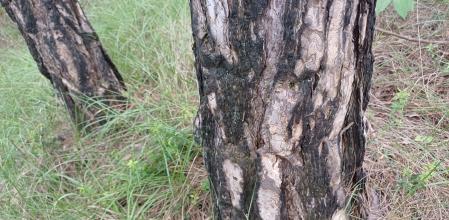 Troncos quemados en el incendio de Sant Llorenç 2003.