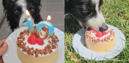 La tarta para perros