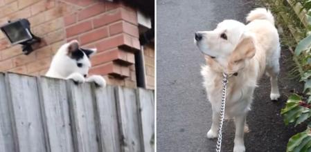 La hilarante mirada desafiante entre un gato y un golden retriever, pero la gente se fija en una cosa en concreto: “Sigue recordando lo que hizo ese tipo en su anterior vida”