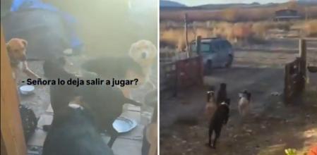 El emotivo momento en el que un grupo de perros va a buscar a su amigo para que salga a jugar con ellos: “Tiene más vida social que yo”