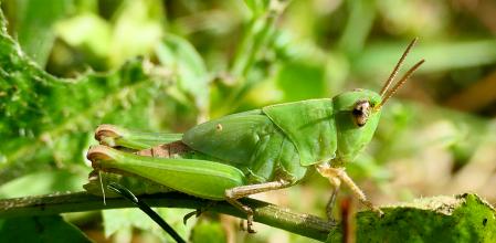 Saltamontes verde posado sobre una hoja.