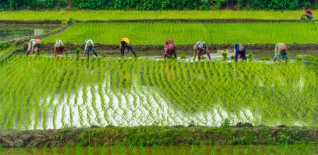 Agricultores indios aran las cosechas de sus campos durante la temporada de monzones