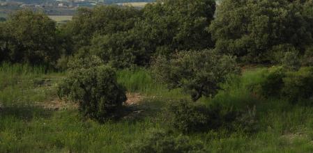 Reto visual: ¿Dónde está el milano real?