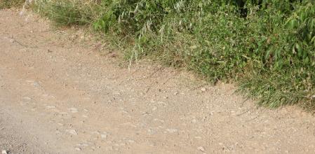 Reto visual: ¿Eres capaz de ver a las dos mariposas?