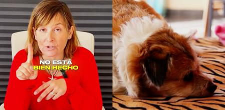 Teresa Meneses, adiestradora canina: “Los perros evidentemente tienen retención de memoria para saber que lo que han hecho no está bien hecho”