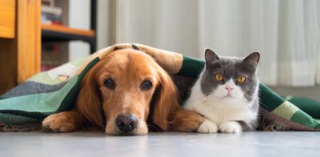 Los productos que pueden ayudarte a mantener a tu mascota relajada en la verbena de San Juan.