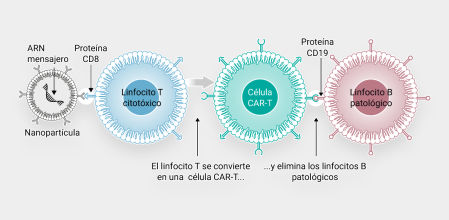 Una buena noticia para las enfermedades autoinmunes