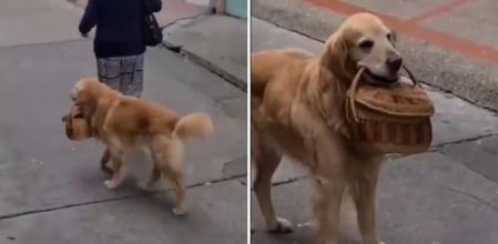 El hilarante momento en el que una mujer se encuentra con un golden retriever que viene de hacer la compra: “Un perro bien amaestrado”