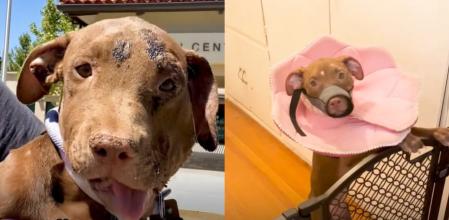 Opal, el pitbull que fue rescatado