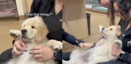La primera visita al veterinario de un Golden Retriever enternece a las redes sociales: “Es pequeño pero valiente”