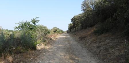 Conejos escondidos en un camino de bosque de Lleida