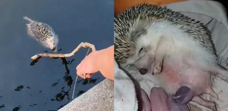El erizo fue rescatado por su nueva familia
