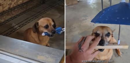 Le crea a su perro un soporte para su sombrilla para que no pase calor cuando pasean en verano y el resultado es adorable: “Qué paciente esperando”