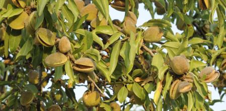 Almendra en Alicante