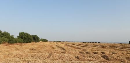 Campo de trigo con bala de paja escondida.
