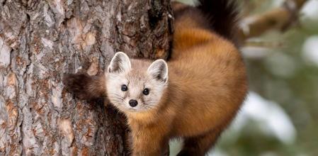 Imagen de archivo de una marta