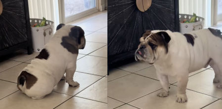 Este bulldog inglés dejó un divertido momento