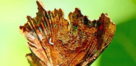 Detalle de las alas de la mariposa C-blanca que parecen una hoja seca.