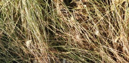 Reto visual: ¿Encuentras al saltamontes?