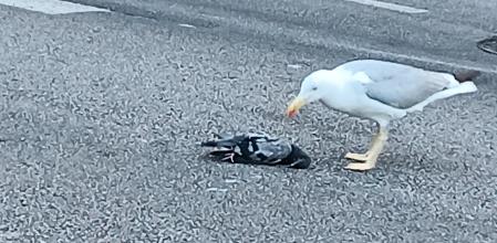 Gaviota depredadora.