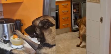 Simba, el pastor belga más habilidoso