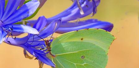 Mariposa Cleopatra en Vilobí d'Onyar.