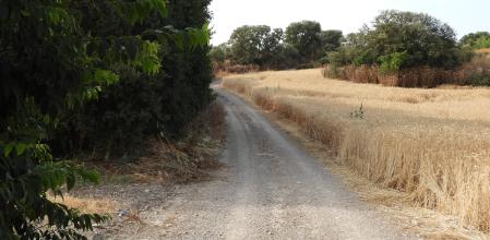 Reto visual: ¿Eres capaz de encontrar al conejo escondido entre la maleza?