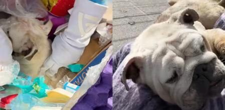 El perrito fue llevado rápidamente al veterinario