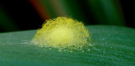 Ejemplar de una pupa sobre la hoja de un arbusto de yuca.