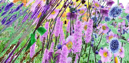 'Pollinator Pathmaker in human vision' 2023