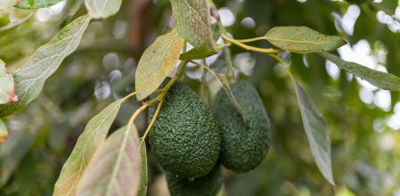 Aguacate en el árbol&nbsp;