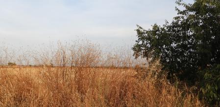 Reto visual: ¿Eres capaz de ver a la mariposa?