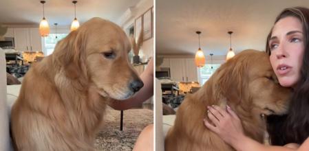 La tristeza de un golden retriever cuando su abuela se marcha y que ha conmocionado a la gente: “Simplemente no entiende por qué no viven todos juntos”