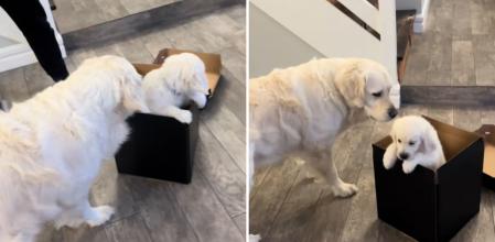 Un golden retriever se emociona al conocer a su nuevo hermano, pero la gente se fija en algo hilarante: “El gato está pensando 'otro más'”