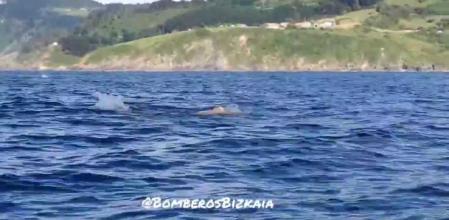 El hombre participaba en una prueba de natación en aguas abiertas en la bahía de Cascais, Portugal