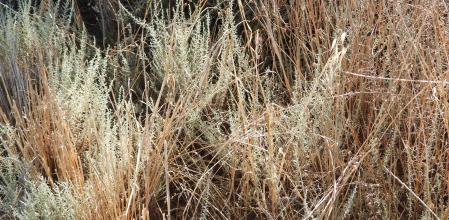 Reto visual: ¿Eres capaz de ver a la libélula?